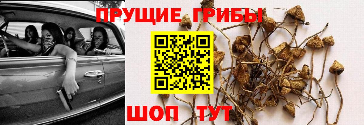 Псилоцибиновые грибы MAGIC MUSHROOMS Советский